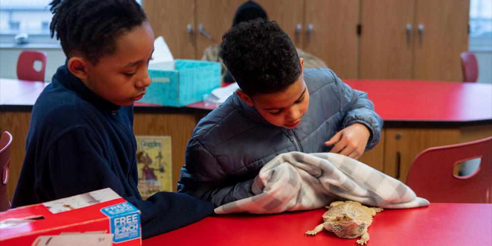 Since 2015, The Citizen Science Lab serves the residents of Pittsburgh’s Hill District, providing free services through partnerships with Miller African Centered Academy, Pittsburgh Milliones (UPrep), The Pitt CEC, Manchester Academy Charter School,  Urban Academy Charter School and other Hill community organizations. Students Anthony Ferguson and Jae’Ron Lee examine a lizard at the Citizen Science Lab location in the South Hills in Feb. 2022. 